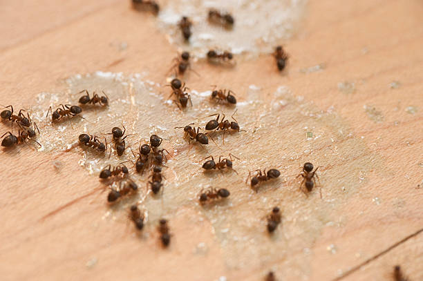 Best Bed Bug Extermination  in Church Point, LA